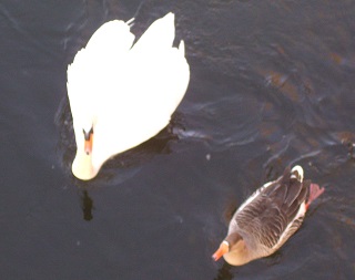Foto von Schwan und Graugans als P&auml;rchen
