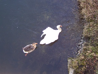 Foto von Schwan und Graugans