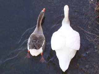 Foto vom nebeneinanderherschwimmenden Schwan und Graugans