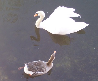 Foto von Schwan und Graugans beim Schwimmen und Spielen
