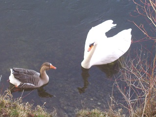 Foto vom Paar Schwan und Graugans