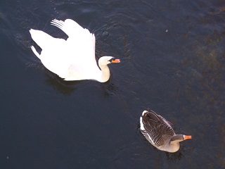 Foto von Schwan und Graugans im Lechkanal